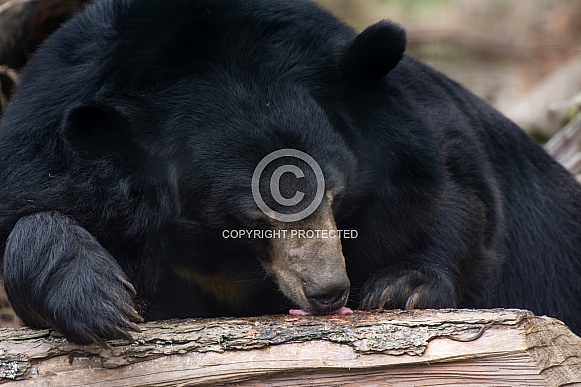 Moon Bear