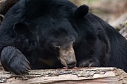 Moon Bear