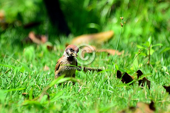 Eurasian Tree Sparrow