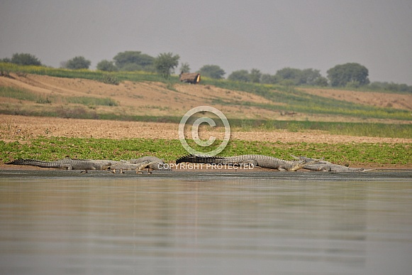 Indian gavial in the nature habitat