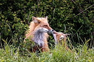 Red Fox--Kit Kisses