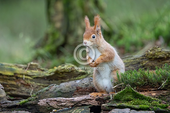 squirrel on the ground in the forest. squirrel on the ground in the forest.