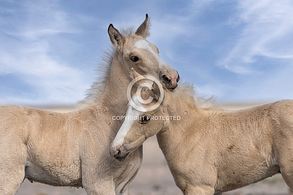 Wild Horse— Onaqui Mountains, Utah Wild Horse— Onaqui Mountains, Utah
