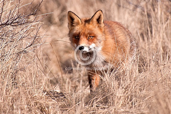 Red Fox
