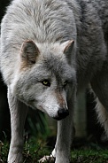 Grey Wolf-The Watcher
