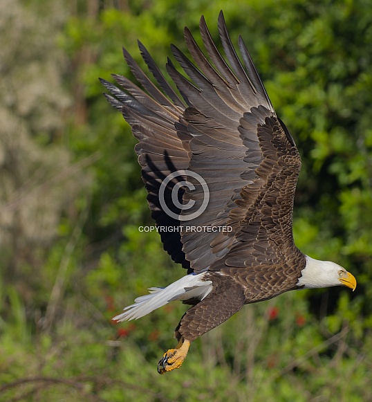 Bald Eagle