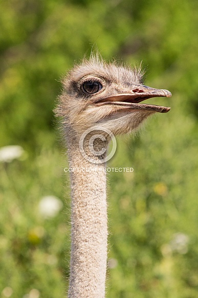 Ostrich