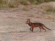 Red fox - late summer, lean