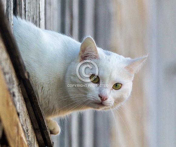 White cat