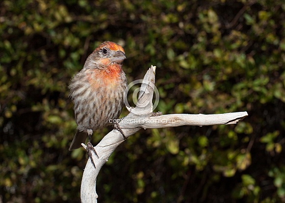 Haemorhous mexicanus, house finch Haemorhous mexicanus, house finch