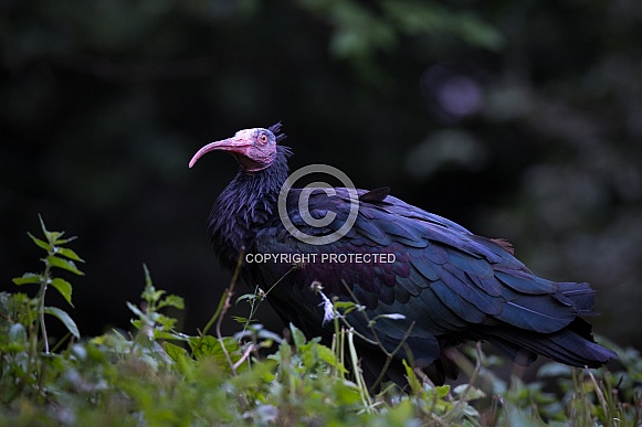 Northern bald ibis