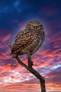 Burrowing Owl--Sundown Owl