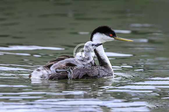 Western Grebe