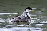 Western Grebe