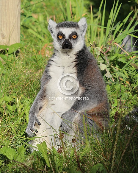 Ring-Tailed Lemur