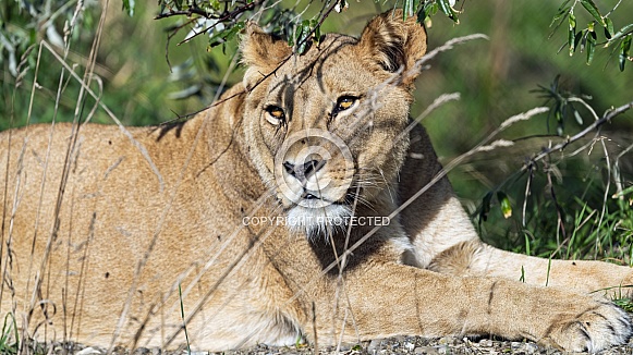 Lioness resting