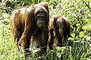 Mother and Daughter Bornean Orangutan
