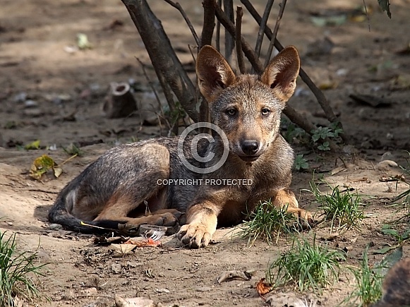 Wolf (Canis lupus)