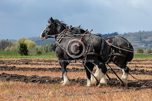 Draft Horse
