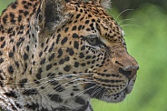 Adult African Leopard