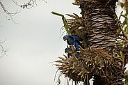 hyacinth macaw close up on a palm tree in the nature habitat