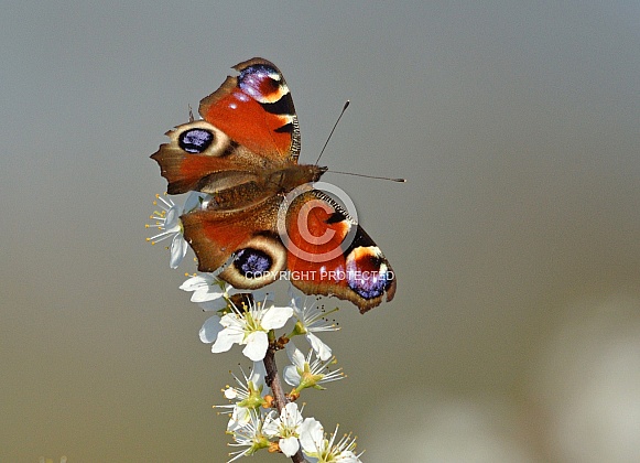 Peacock Butterfly Peacock Butterfly