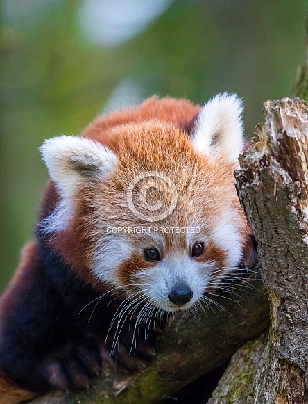 Red Panda Red Panda
