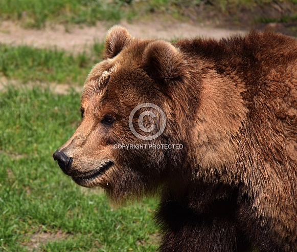 Female Kamtschatka Bear