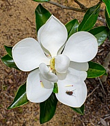 Magnolia grandiflora, commonly known as the southern magnolia or bull bay