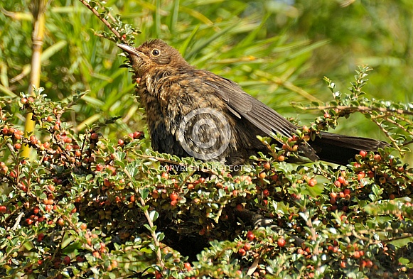 blackbird sunning blackbird sunning
