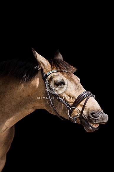 Smiling horse Smiling horse