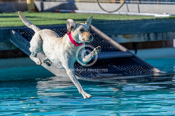 Labrador Retriever landing in a swimming pool Labrador Retriever landing in a swimming pool