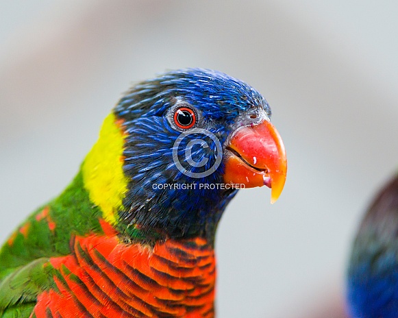 Rainbow lorikeet Rainbow lorikeet