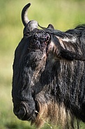 Wildebeest with one horn broken off from battle