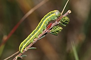 Close up of green caterpillar on tree branch