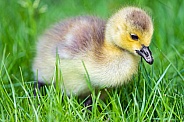 Goose Chick