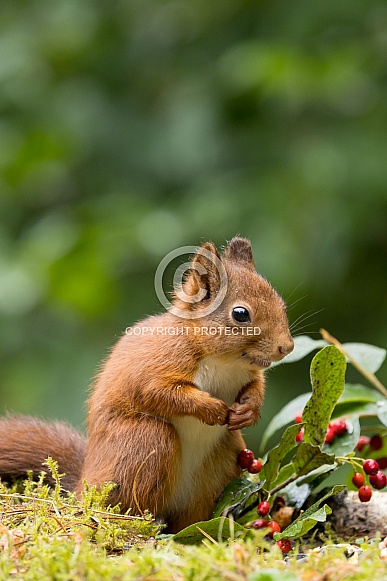 Red Squirrel