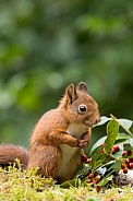 Red Squirrel