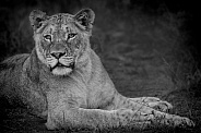 Juvenile Lioness