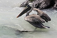Brown Pelican - Galapagos Islands - Ecuador