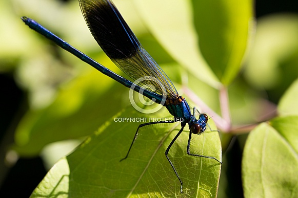 Male blue Danselfy