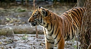 Malayan Tiger Cub