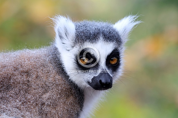 Ring-Tailed lemur (Lemur Catta)