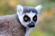 Ring-Tailed lemur (Lemur Catta)