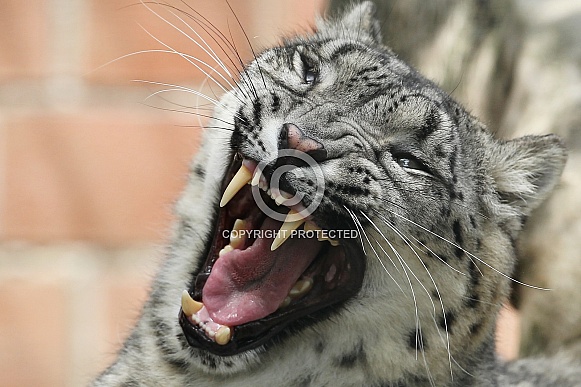 Snow Leopard