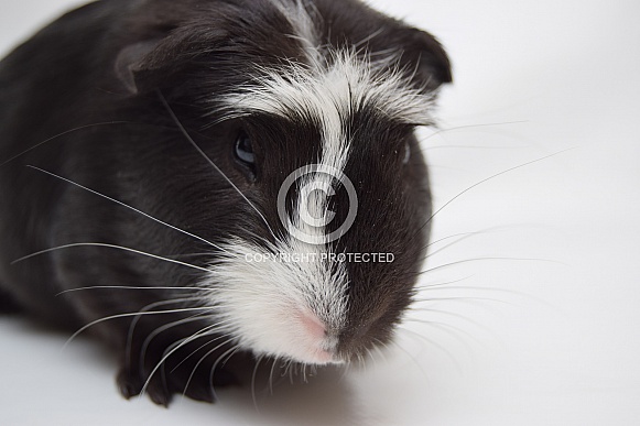 Cuy Guinea Pig (giant)