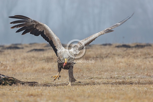 White tailed eagle or European Eagle