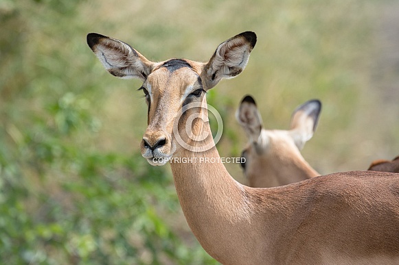 Impala
