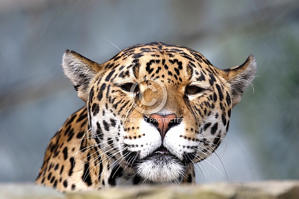 Jaguar Jaguar