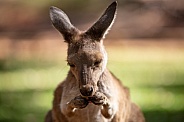 Kangaroo licking paws